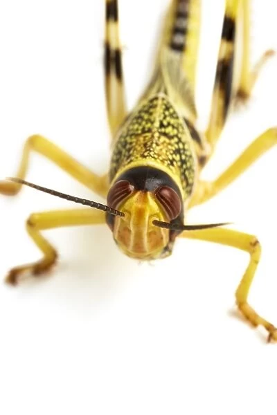 Locust F007  /  6546