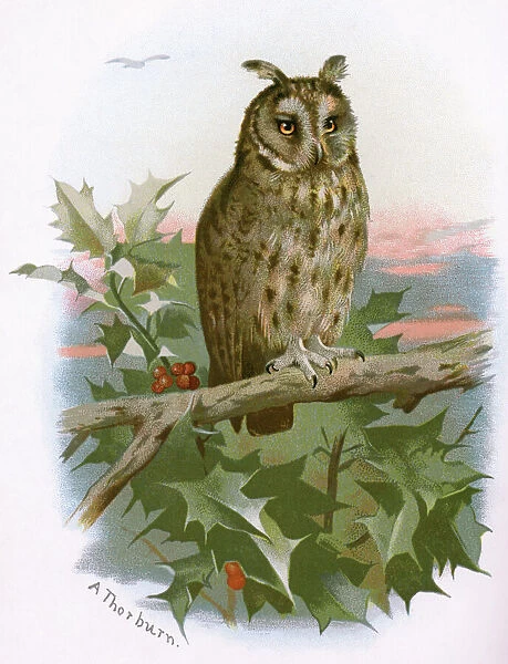 Long-eared owl, historical artwork