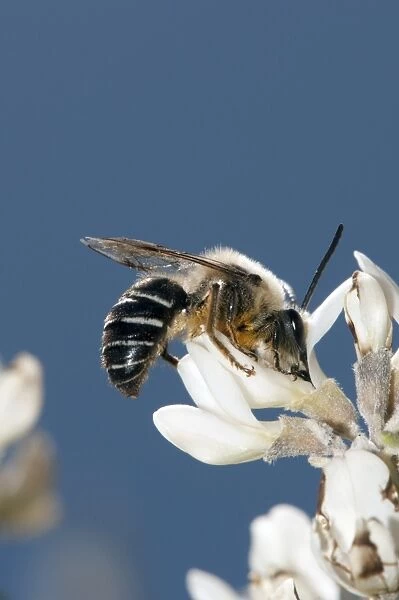 Long-horned bee feeding on broom flowers C016  /  4745