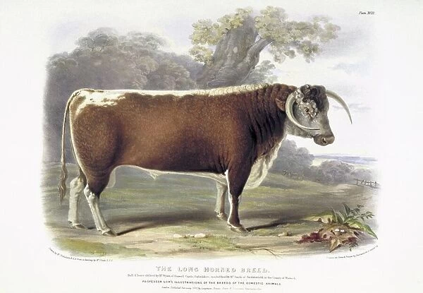 Long-horned Cattle, 19th century C013  /  6225