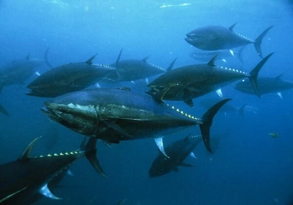Longtail tuna fish