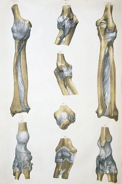 Lower arm bones and ligaments