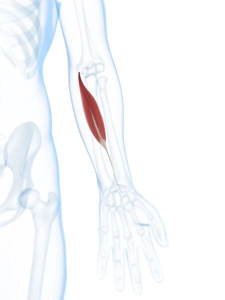 Lower arm muscle, artwork