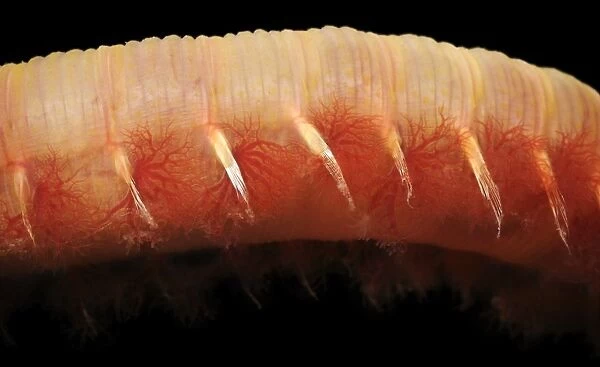 Lugworm body