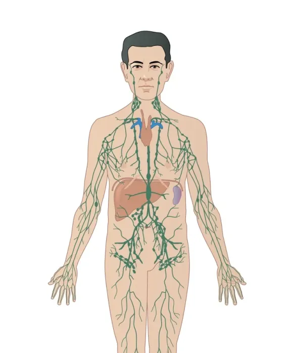 Framed Print : Lymphatic System Print Framed Print : Lymphatic System Print