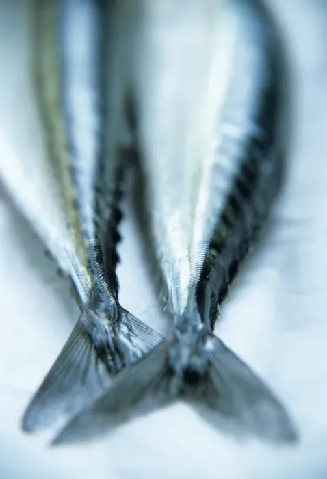 Framed Print : Mackerel Tails Print - A close-up of mackerel tails in a rectangular format Framed Print : Mackerel Tails Print - A close-up of mackerel tails in a rectangular format