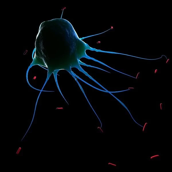 Macrophage attacking bacteria, artwork