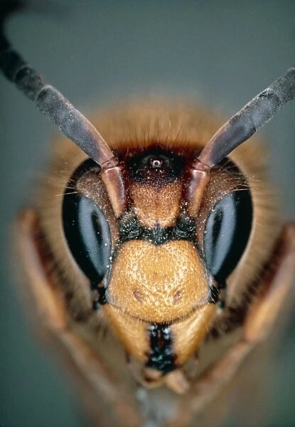 Macrophoto of head of hornet Vespa crabro
