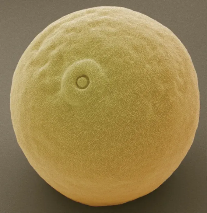 Framed Print : Maize Pollen Grain Print, SEM Framed Print : Maize Pollen Grain Print, SEM
