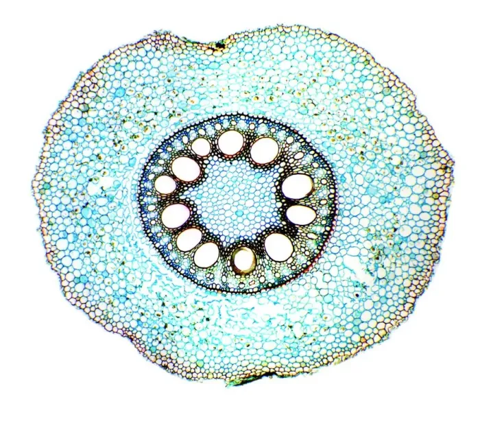 Framed Print : Maize root print, light micrograph Framed Print : Maize root print, light micrograph