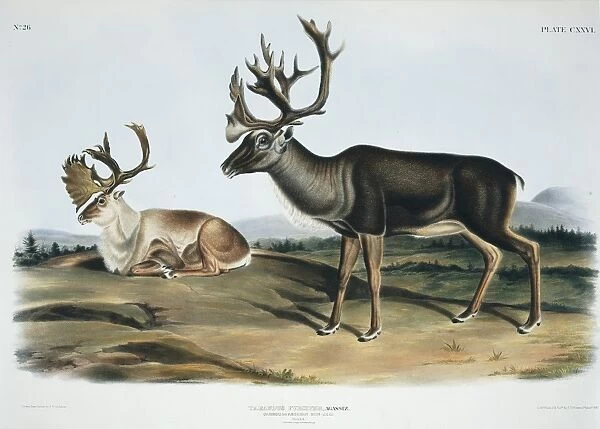 Male caribou, 19th century artwork C013  /  6277