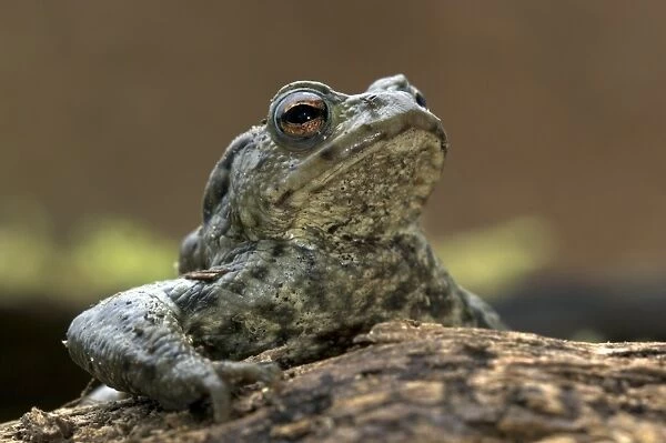 Male common toad