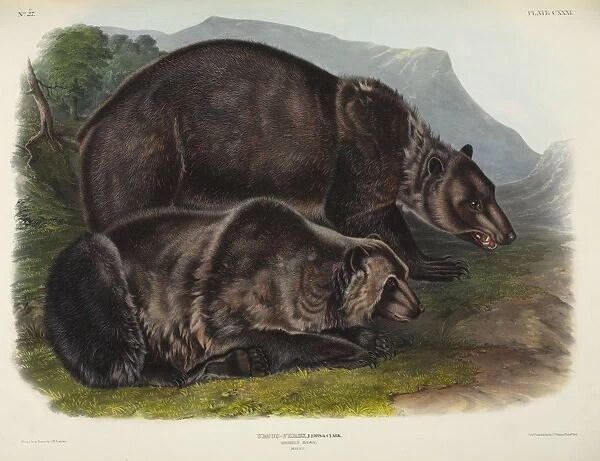 Male grizzly bears, 19th century artwork C013  /  6279