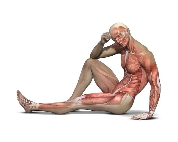 Male muscle structure, artwork