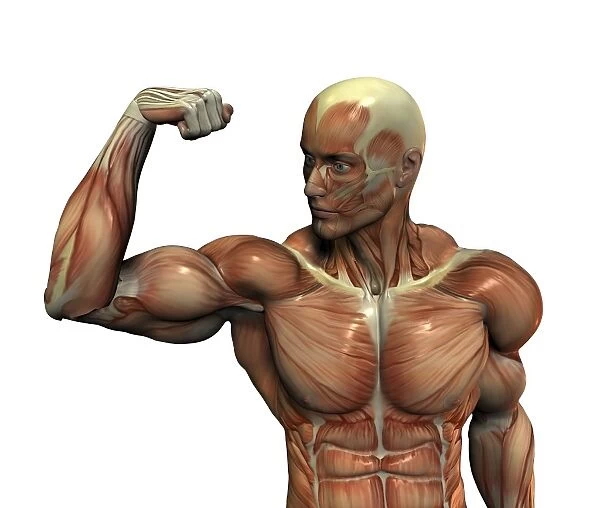 Male musculature