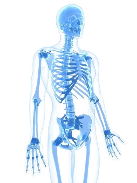 Male skeleton, artwork