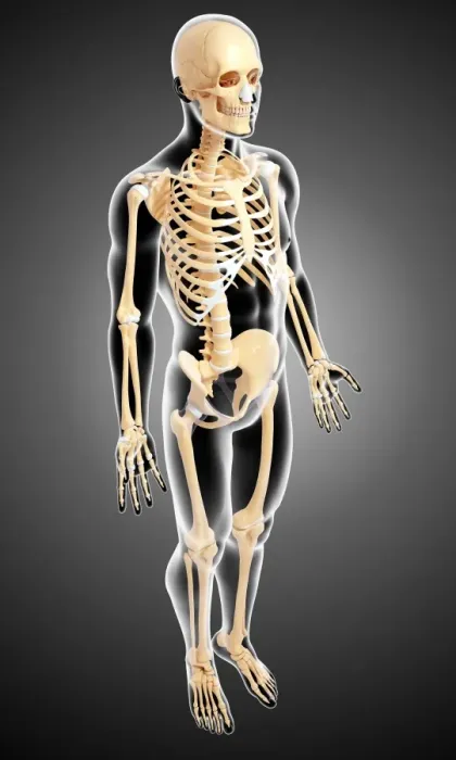 Framed Print : Human Skeleton Computer Art Print Framed Print : Human Skeleton Computer Art Print