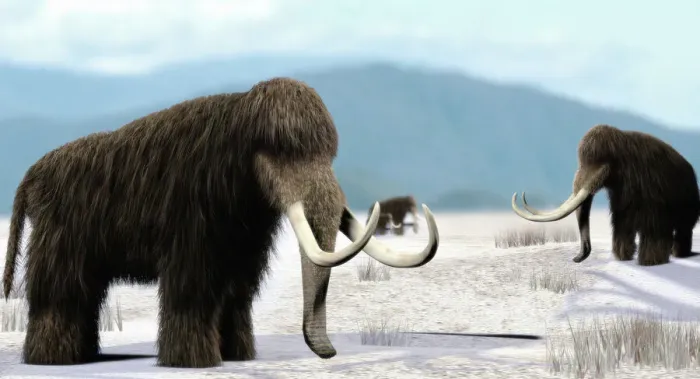 Framed Print : Print of a herd of mammoths Framed Print : Print of a herd of mammoths