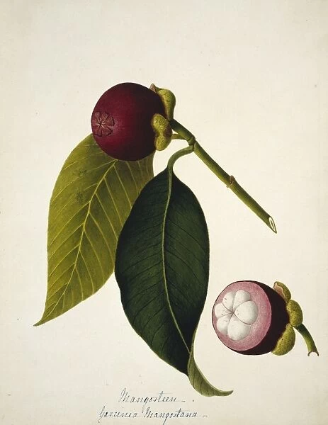 Mangosteen (Garcinia mangostana) C016  /  5659