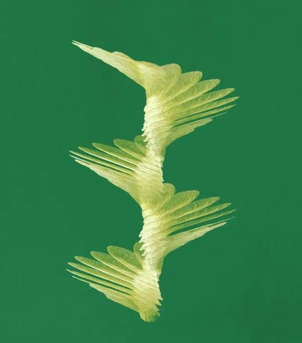Framed Print : Maple Seed in Flight Print Framed Print : Maple Seed in Flight Print