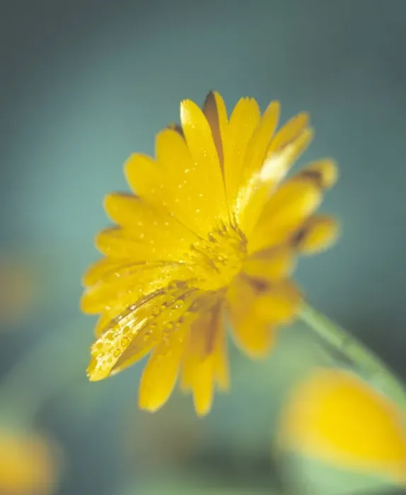 Framed Print : Marigold flower Print Framed Print : Marigold flower Print