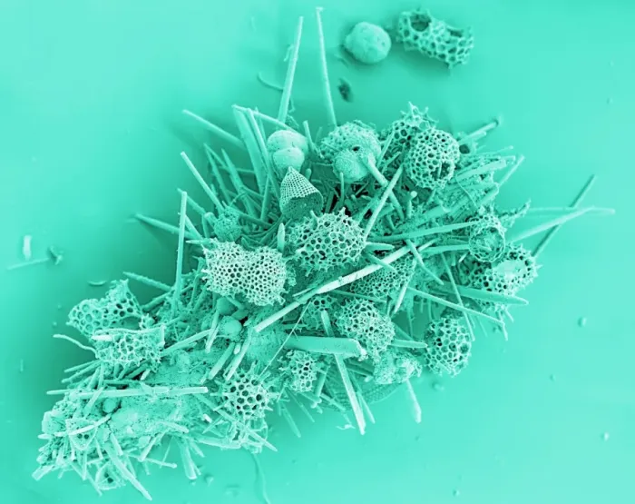 Framed Print : Marine protozoa shells Print, SEM image Framed Print : Marine protozoa shells Print, SEM image