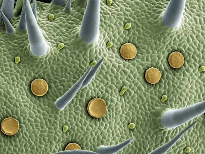 Framed Print : Marjoram Leaf Surface Print, SEM Image Framed Print : Marjoram Leaf Surface Print, SEM Image