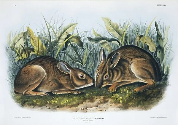 Marsh rabbits, 19th century C013  /  6269