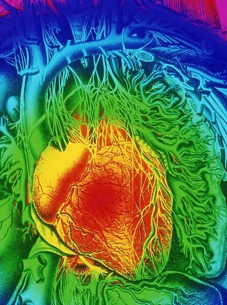 Mascagni artwork of human heart with its nerves