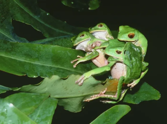 Framed Print : Mating Green Tree Frogs Print Framed Print : Mating Green Tree Frogs Print