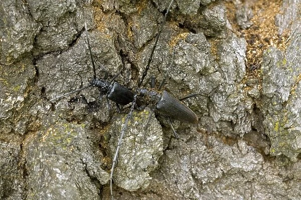 Mating pair of Huge Longhorn Beetles