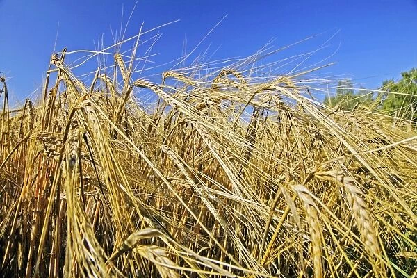 Mature barley (Hordeum vulgare)