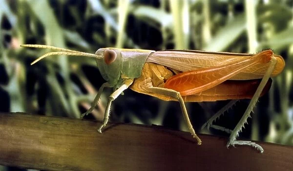 Meadow grasshopper, SEM