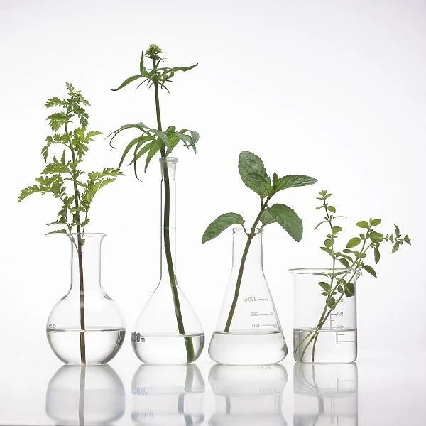 Medicinal plants, conceptual image F007  /  7589
