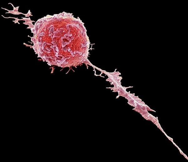 Microglial white blood cell, SEM C016  /  9118