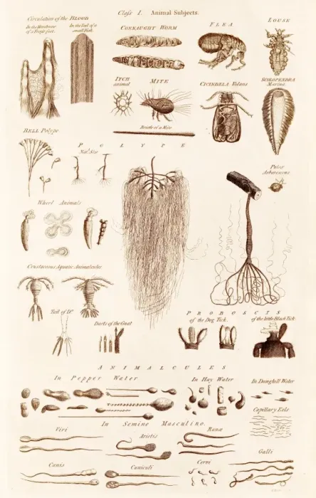 Framed Print : Microscopical Objects Print C017 / 3449 Plate Framed Print : Microscopical Objects Print C017 / 3449 Plate