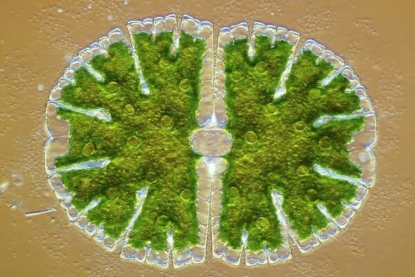 Microsterias green alga, light micrograph