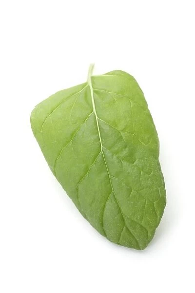 Mint leaf (Mentha sp.)