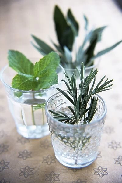 Herbs in glasses. Clockwise from left: mint (Mentha sp.), bay leaves 