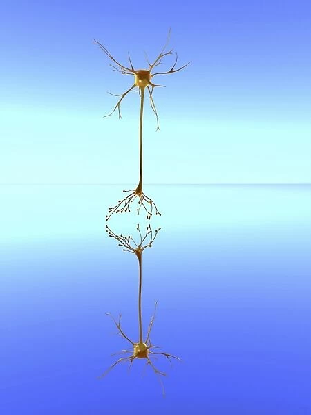 Mirror neuron, conceptual image