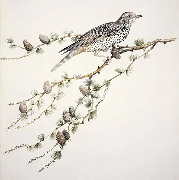 Mistle thrush, 19th century C013  /  6333
