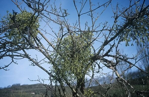 Mistletoe on a tree