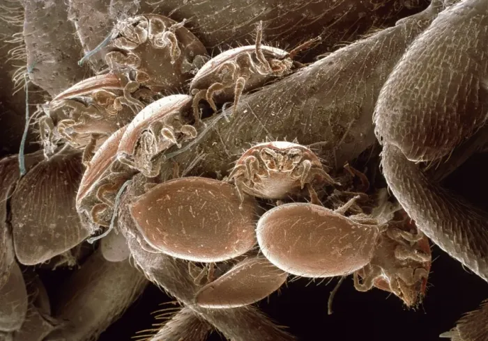Framed Print : Mites on a Beetle Print Framed Print : Mites on a Beetle Print