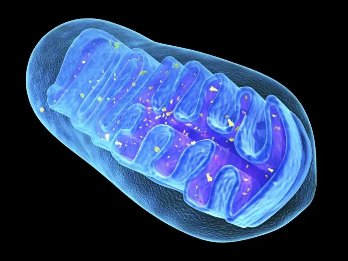 Framed Print : Mitochondrial Structure Print Framed Print : Mitochondrial Structure Print