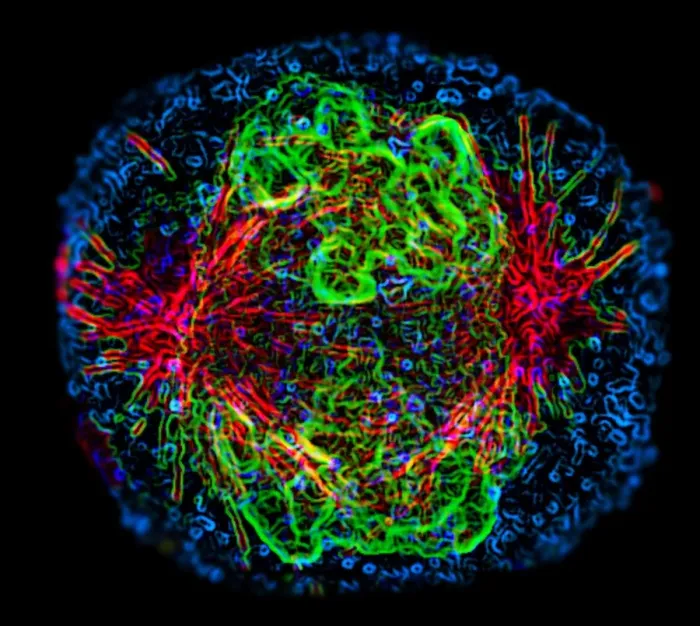 Framed Print : Fluorescence Micrograph Print of Mitosis in Prometaphase Framed Print : Fluorescence Micrograph Print of Mitosis in Prometaphase