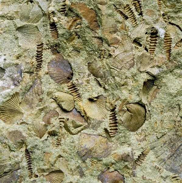 A mixed assemblage of fossils