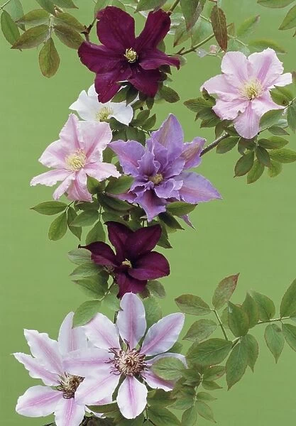 Mixed clematis flowers
