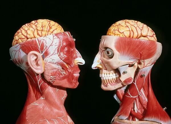 Models showing the cerebrum, facial & neck muscles