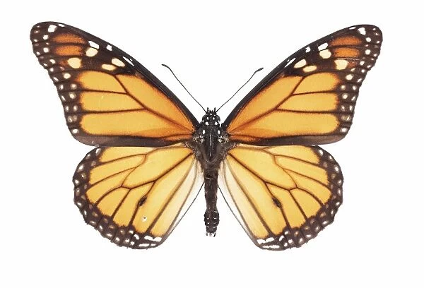 Monarch butterfly C016  /  2125