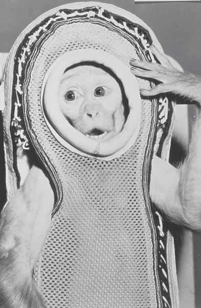 Monkey in a spacesuit